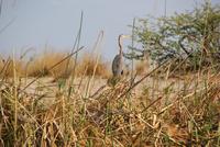 Bootsfahrt auf dem Kwando (9)