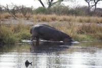Bootsfahrt auf dem Kwando (10)