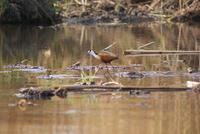 Bootsfahrt auf dem Kwando (12)