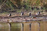 Bootsfahrt auf dem Kwando (13)