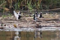 Bootsfahrt auf dem Kwando (14)