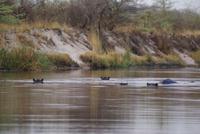 Bootsfahrt auf dem Kwando (15)