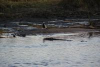 Bootsfahrt auf dem Kwando (18)