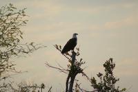 Bootsfahrt auf dem Kwando (19)