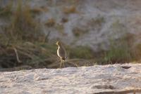 Bootsfahrt auf dem Kwando (20)