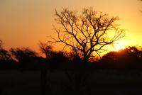 Chobe River Camp (6)
