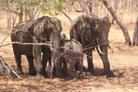 Elefanten auf der Transitroute