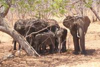 Elefanten auf der Transitroute (2)