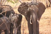 Elefanten auf der Transitroute (3)