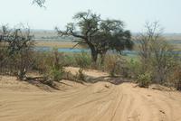 Safari im Chobe Nationalpark (3)