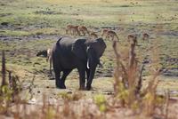 Safari im Chobe Nationalpark (5)