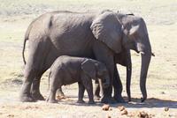 Safari im Chobe Nationalpark (7)