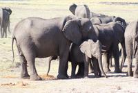 Safari im Chobe Nationalpark (8)