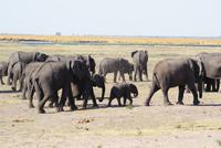 Safari im Chobe Nationalpark (9)