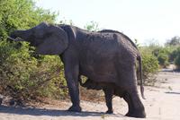 Safari im Chobe Nationalpark (14)