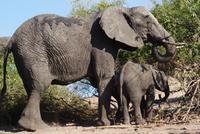 Safari im Chobe Nationalpark (16)