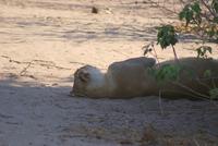 Löwinnen im Chobe NP