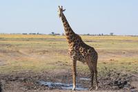Safari im Chobe Nationalpark (18)