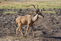 Safari im Chobe Nationalpark (19)