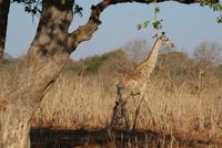 Safari im Chobe Nationalpark (24)