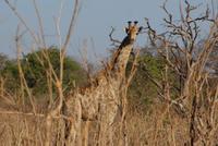 Safari im Chobe Nationalpark (25)