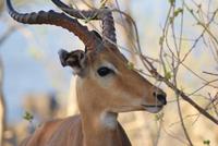 Safari im Chobe Nationalpark (26)