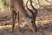 Safari im Chobe Nationalpark (27)