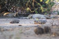Löwinnen im Chobe NP (2)