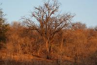 Safari im Chobe Nationalpark (30)