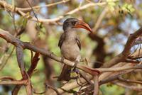 Hornbill