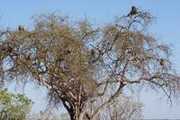 Monkey Orange Baum (2)