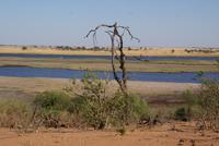 Safari im Chobe NP (2)