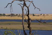 Safari im Chobe NP (3)