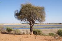 Safari im Chobe NP (4)