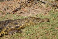 Chobe River Safari (3)