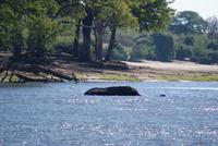 Chobe River Safari (4)