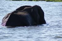 Chobe River Safari (5)