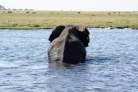 Chobe River Safari (7)