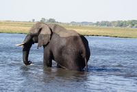 Chobe River Safari (8)