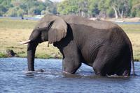 Chobe River Safari (10)