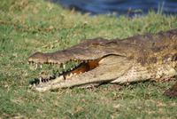Chobe River Safari (12)