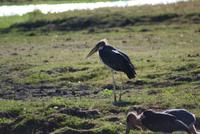 Chobe River Safari (13)