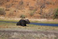 Chobe River Safari (14)