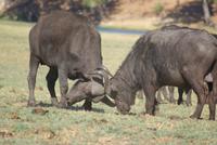 Chobe River Safari (16)