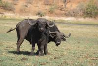 Chobe River Safari (17)
