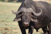 Chobe River Safari (18)