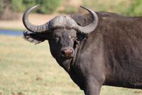 Chobe River Safari (19)