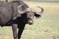 Chobe River Safari (20)