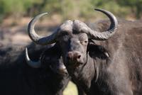 Chobe River Safari (21)