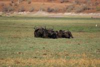 Chobe River Safari (22)